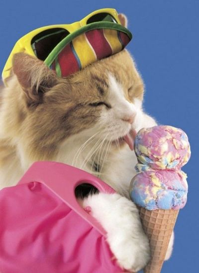 cat ice cream
