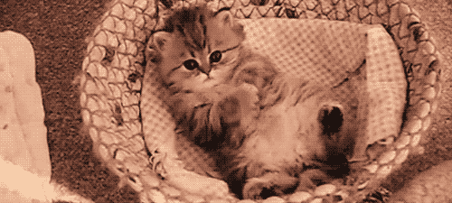 Kitten-in-basket