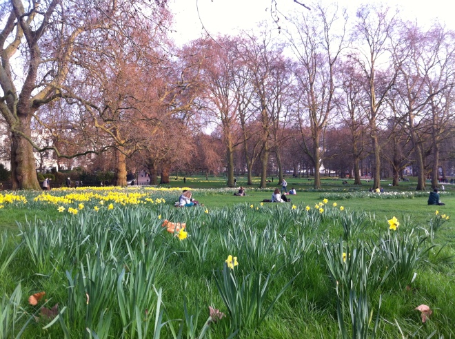 green park daffodils 3
