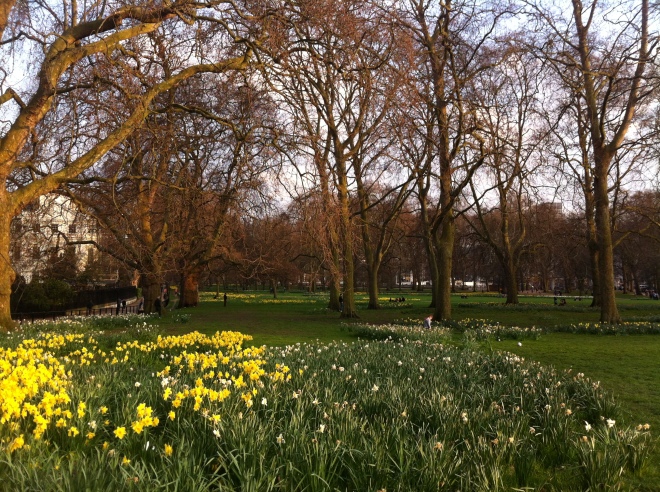 green park daffodils
